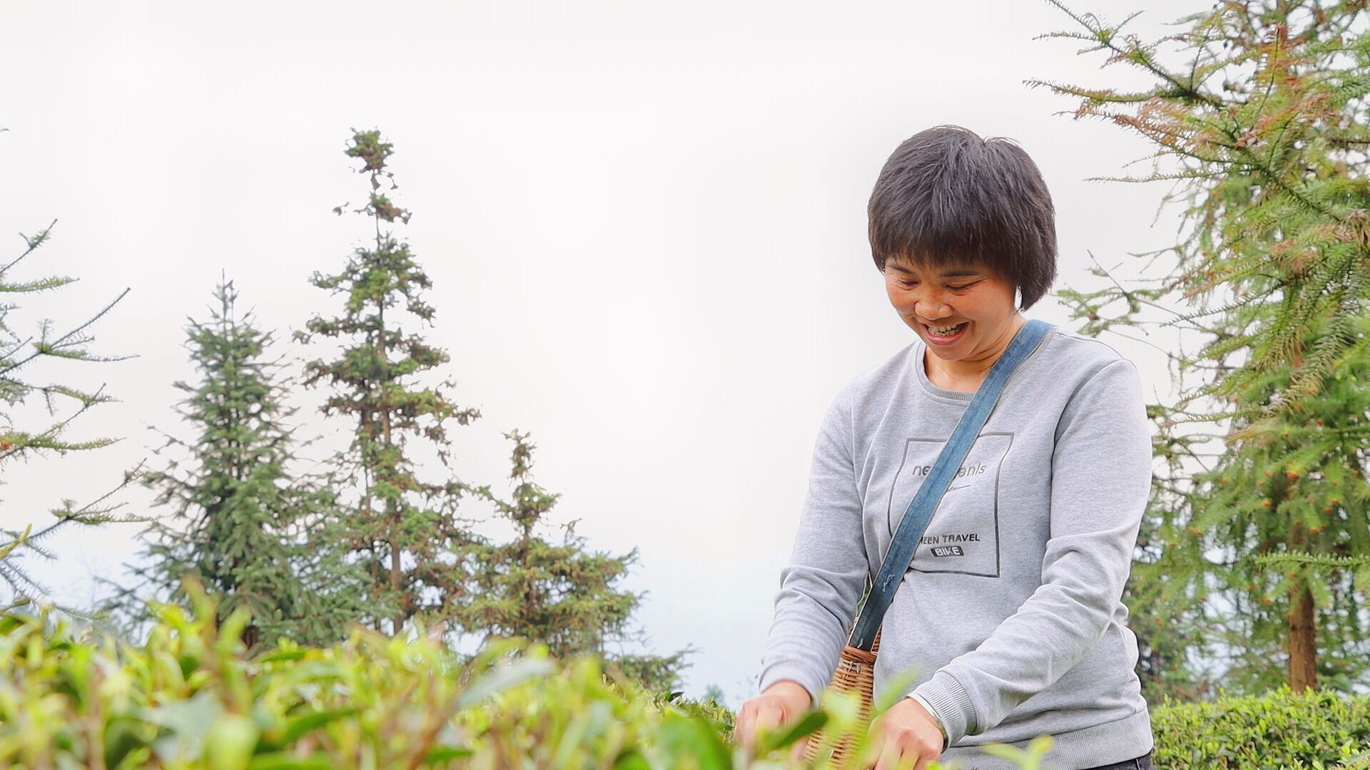 黔南独山一片茶叶的自述