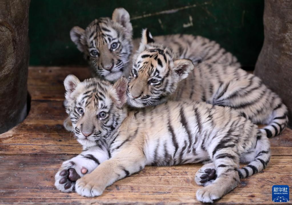 4月7日,三只孟加拉虎宝宝在一起玩耍