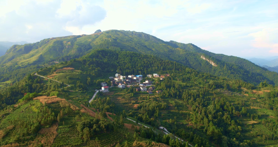 嗨,大家好,我是贵州省黔南州独山县基长镇水岩村茶山里的一叶嫩芽,我
