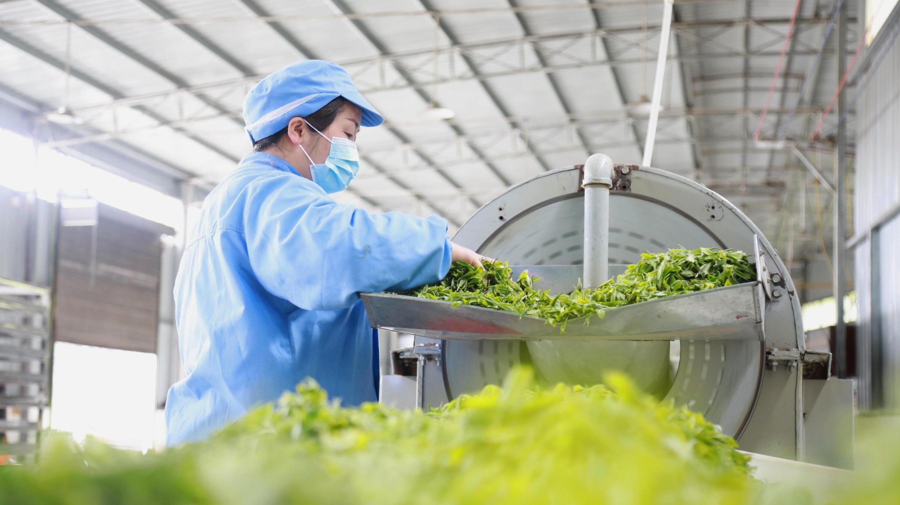 黔南独山一片茶叶的自述