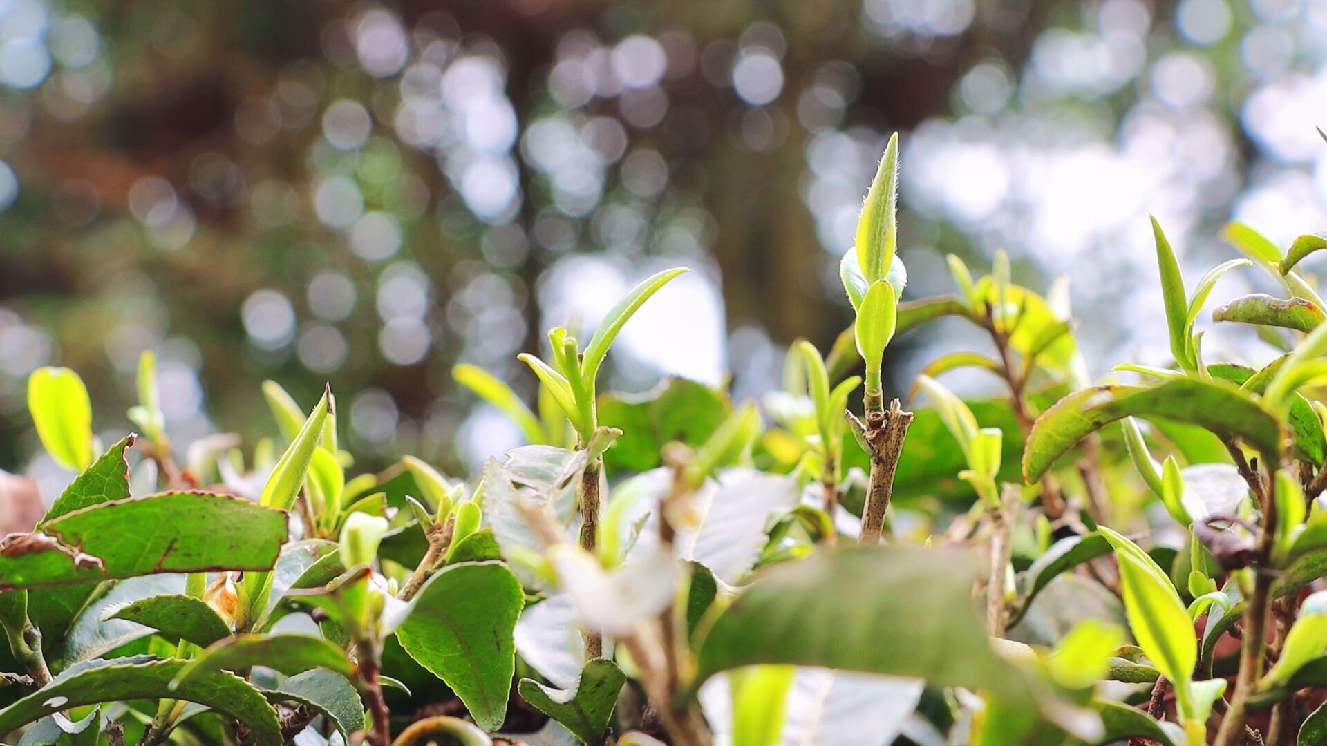 黔南独山一片茶叶的自述