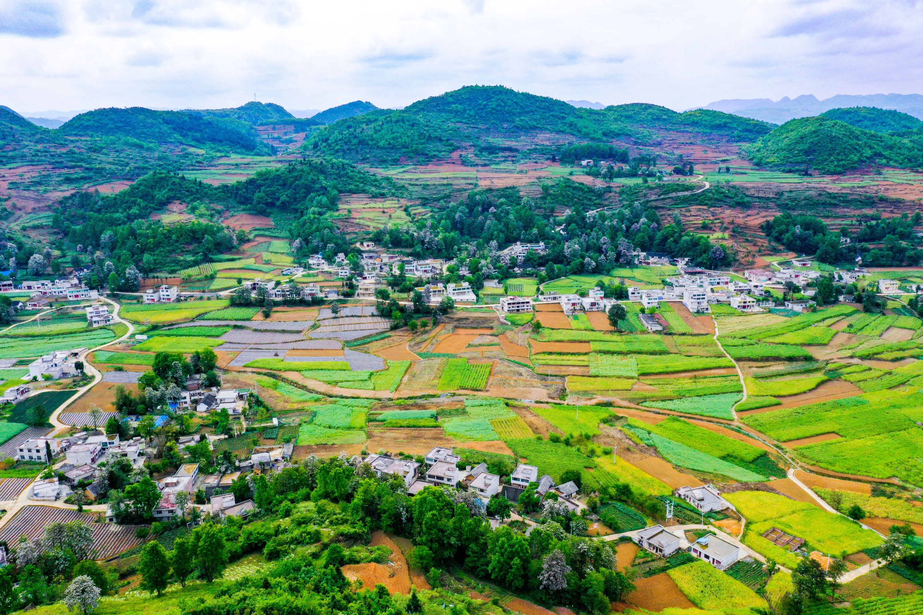 大国小鲜基层之治黔西梧桐花开映山村