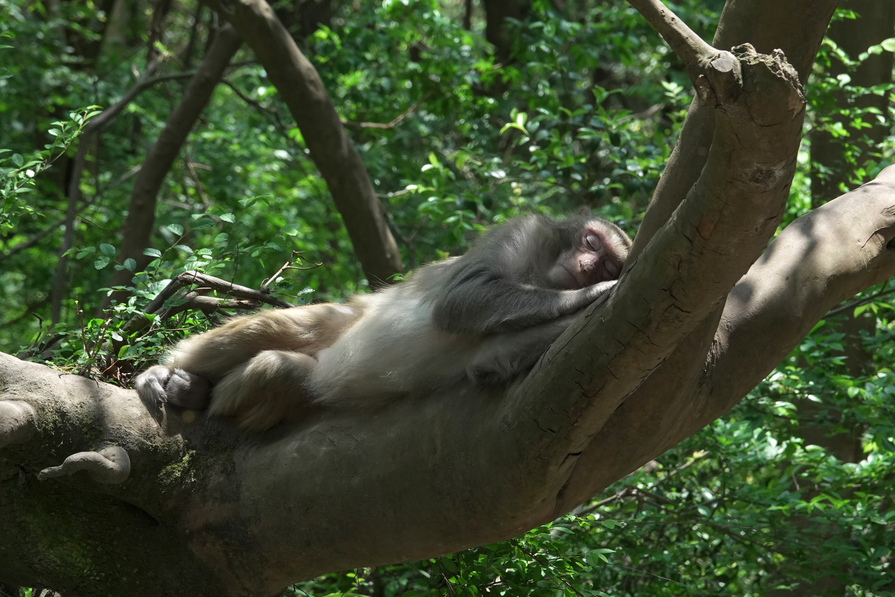 生态云南 | 开远灯笼山：人猴共生 和谐家园-云南省林业和草原局-关注森林网