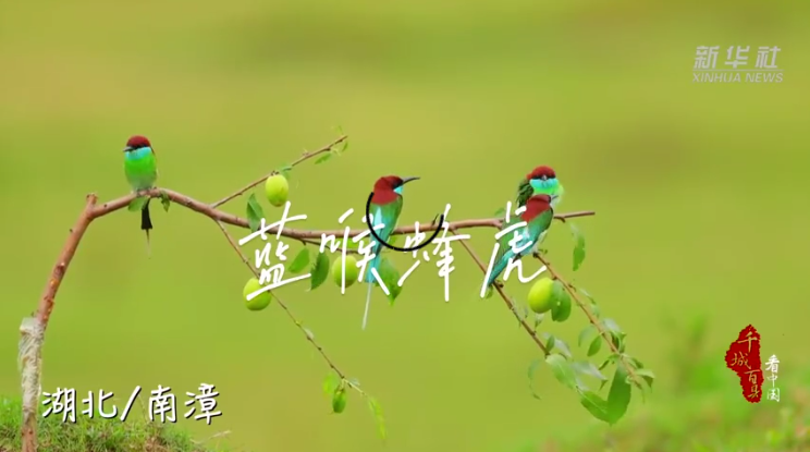 超美！蓝喉蜂虎枝头跳跃每一帧都是国画