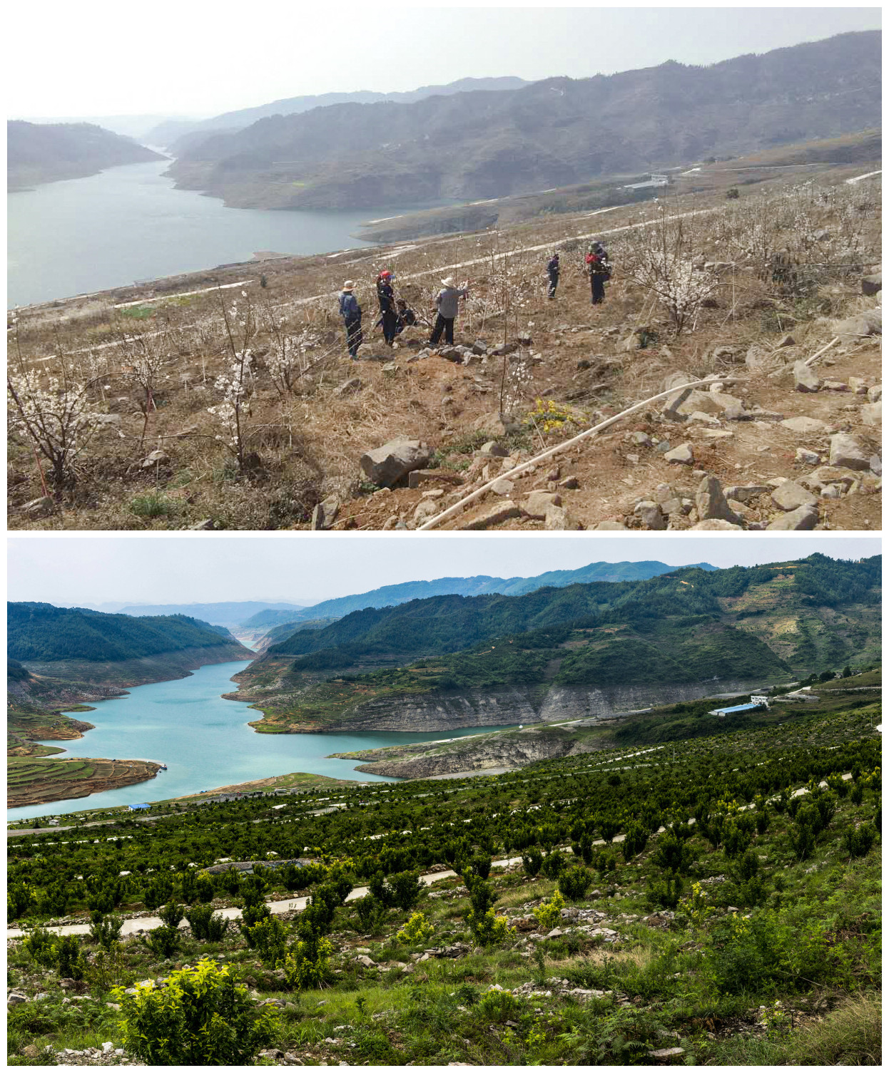 毕节大方县:石漠化治理让荒山石山变成金山银山