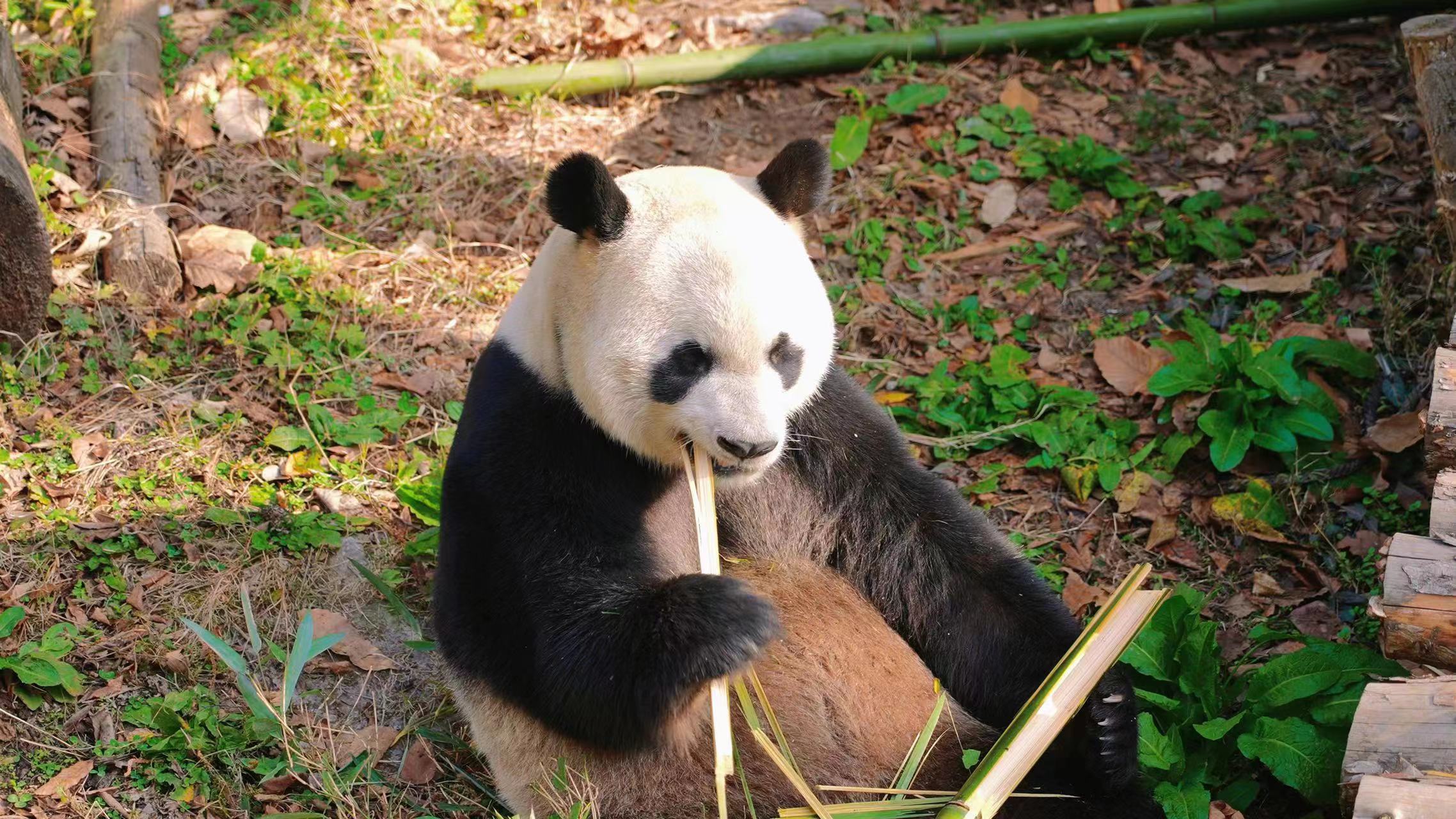 春节期间免费看贵阳的海归熊猫!