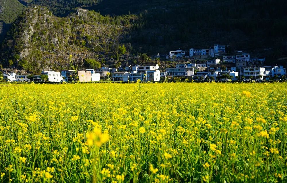 【康养胜地 人文兴义】首届“康养胜地·人文兴义 ”万峰林油菜花节开幕
