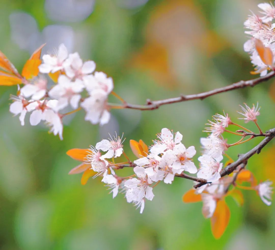 爽爽贵阳 繁花似锦|春风拂过,浪漫入画……来观山湖邂逅红叶李花