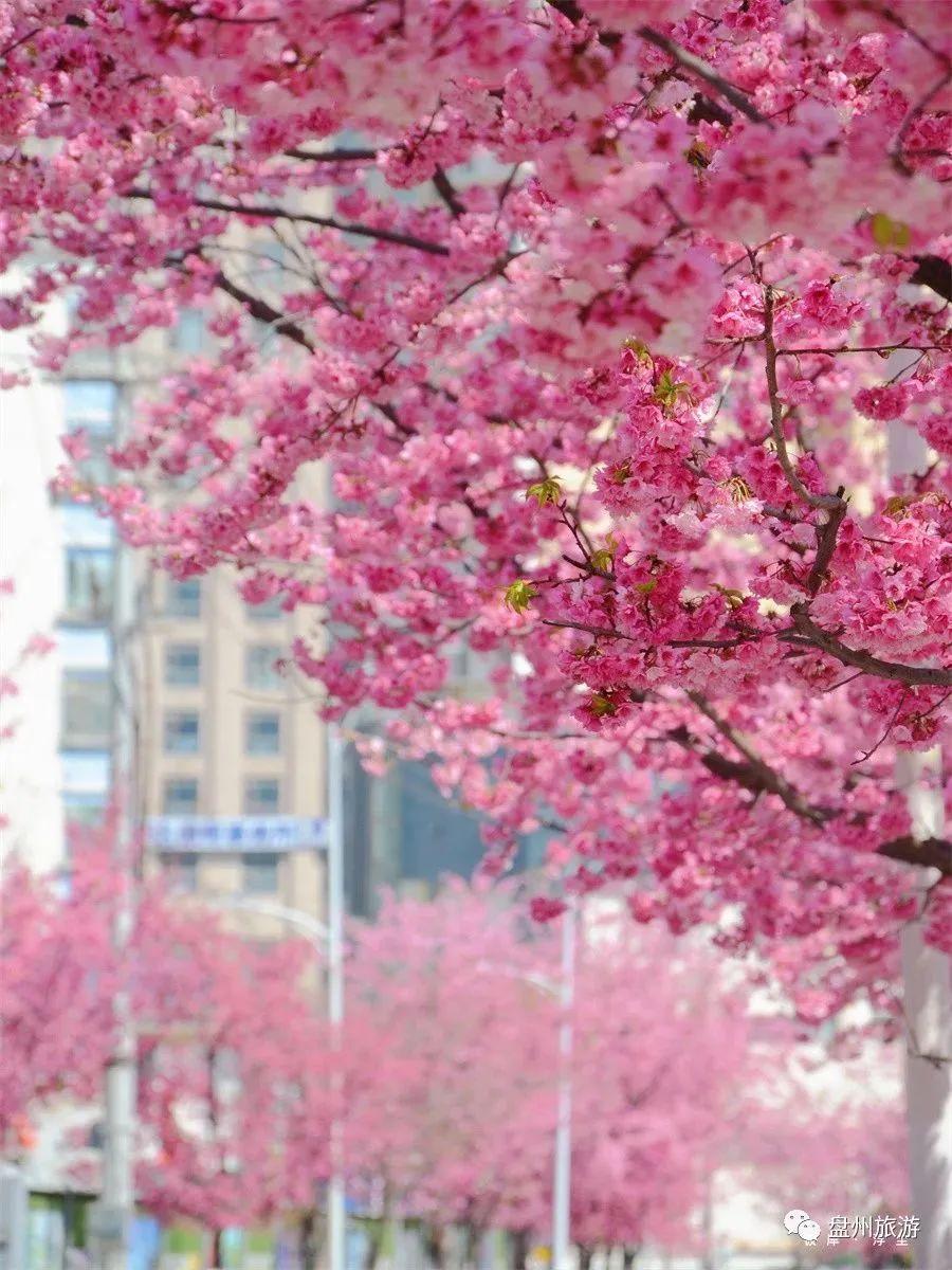来凤 春· 赏花季】来凤鸣南路拍照，打卡吧！