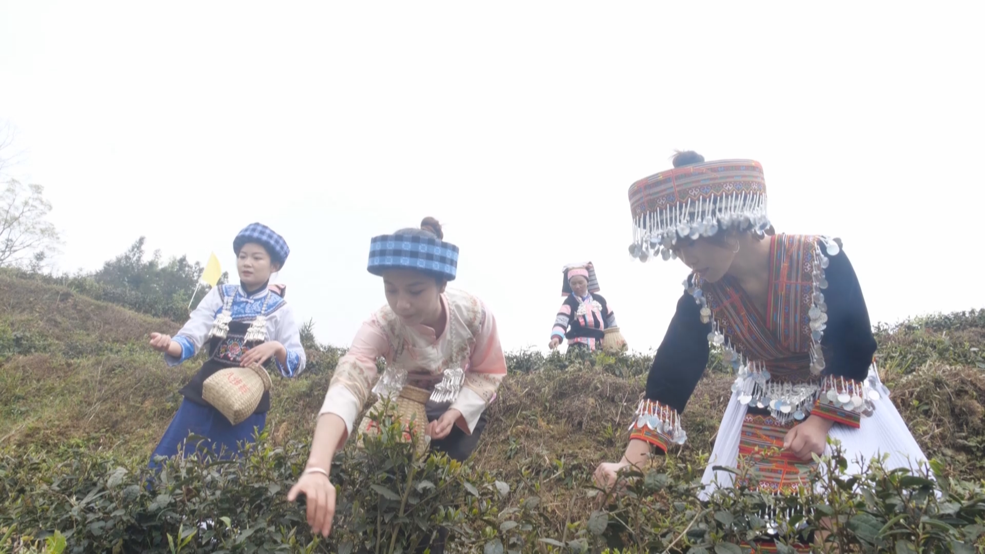 贵州新闻联播丨望谟县举办“紫茶文化节”系列活动
