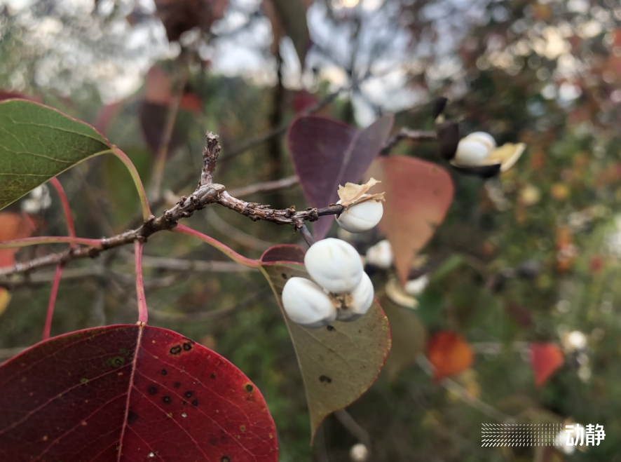 詩不可說丨霜吹烏桕含情樹烏桕葉丹天已寒