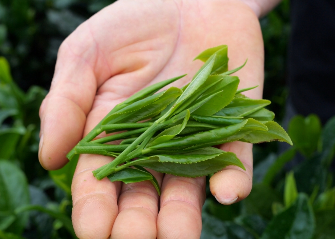 白茶沉淀方得真香选茶材考工艺必不可少