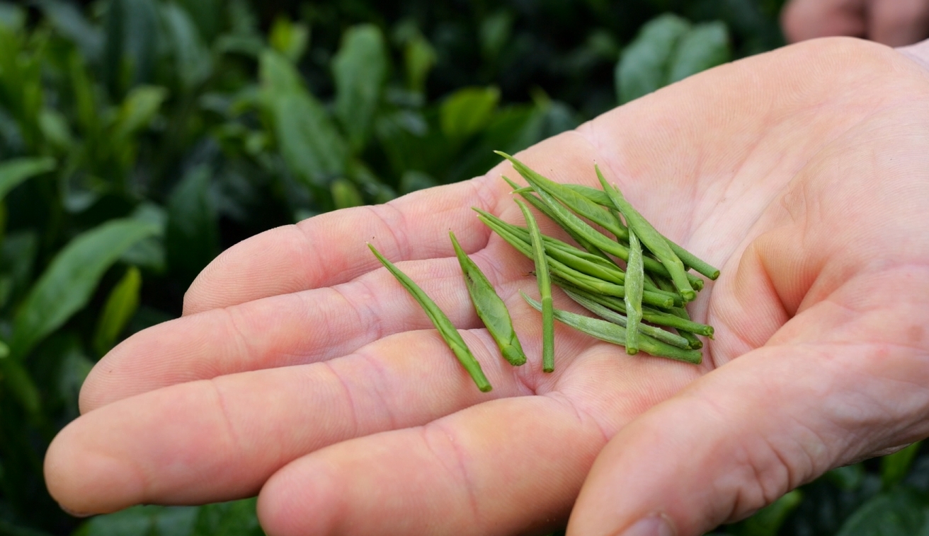 白茶沉淀方得真香选茶材考工艺必不可少