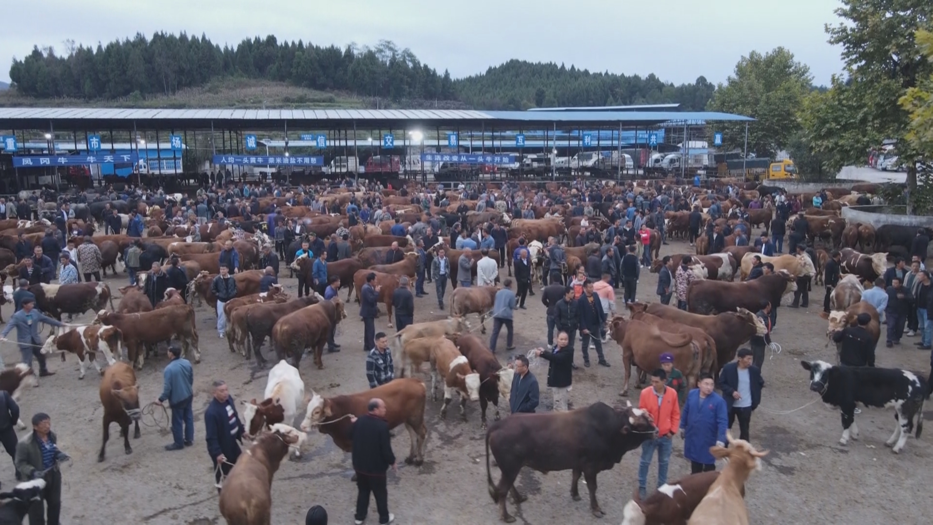 贵州新闻联播丨牛市场的“牛”交易