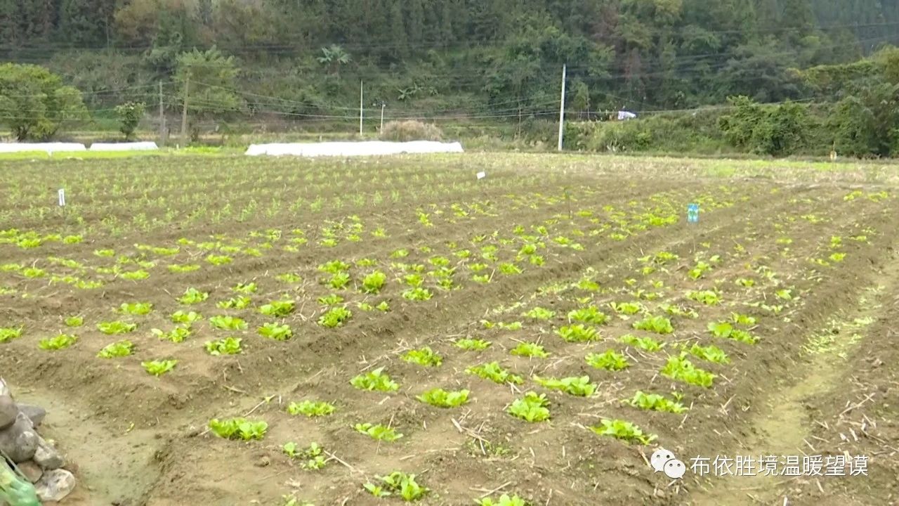 贵州省望谟县以种植什么而闻名，贵州省望谟县以种植什么而闻名荔枝