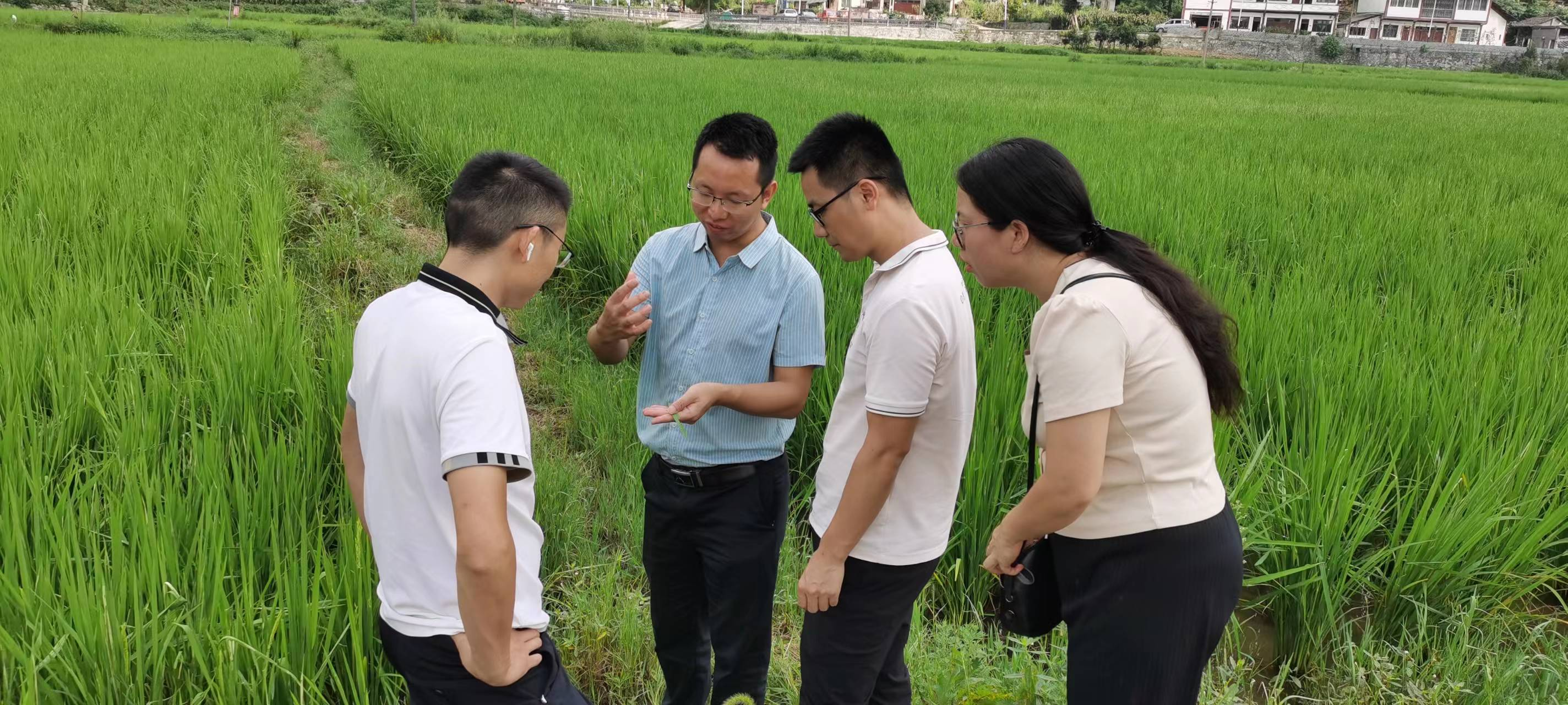 養漁有稻│遵義市大力推進稻漁綜合種養實現雙豐收