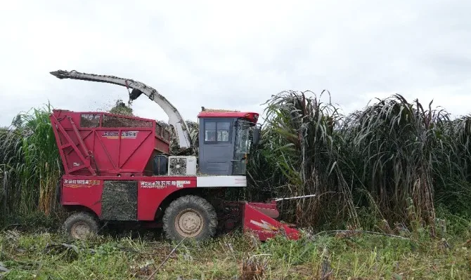 思南糧改飼種好草讓牛產業牛勁食足