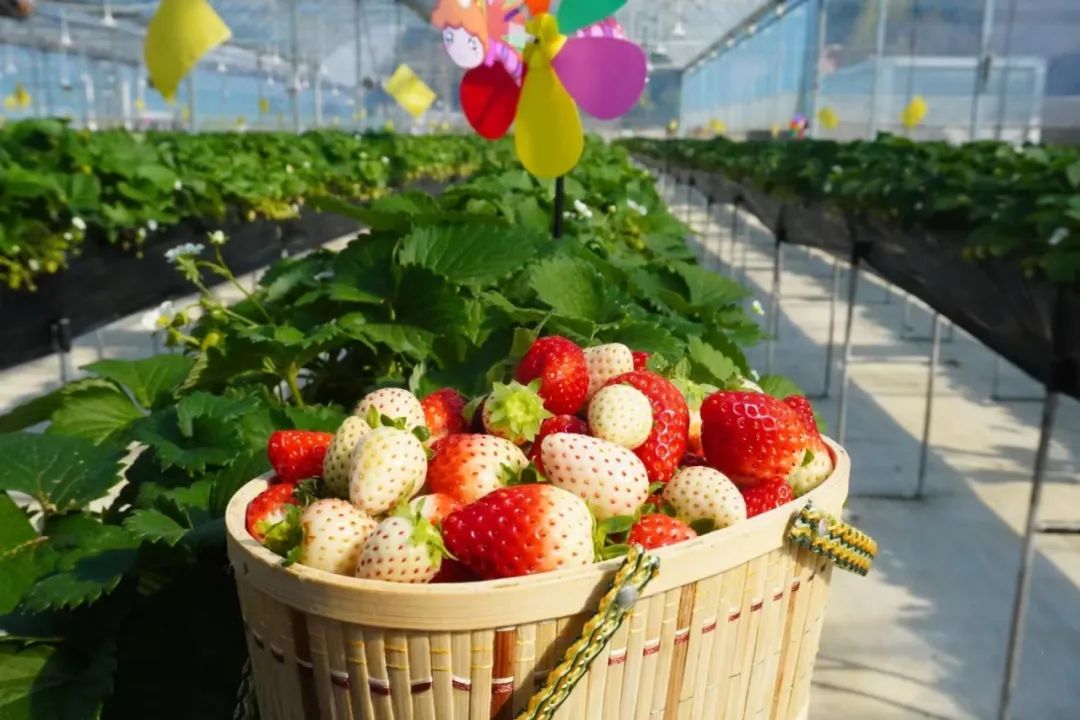 抓住花溪冬日莓好时光摘草莓去