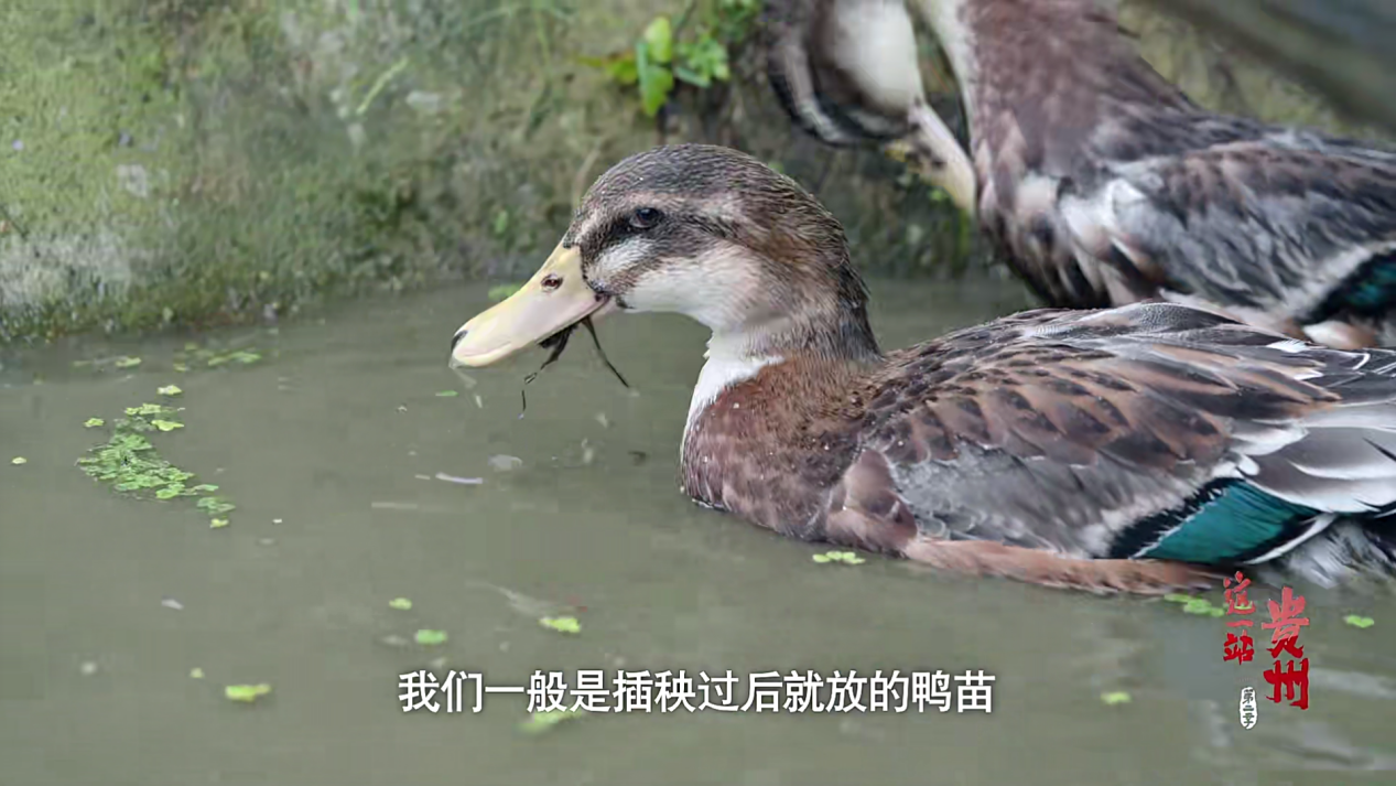 這一站,貴州|與山川精靈共生的貴州智慧