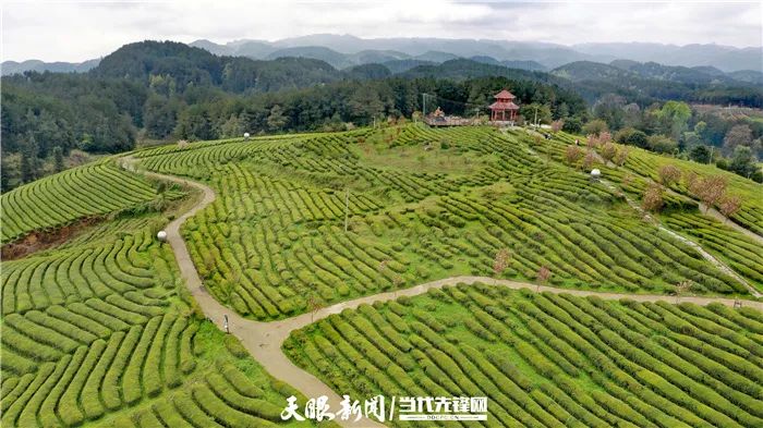 石阡縣龍塘鎮大屯村苔茶園.石阡縣委宣傳部供圖典型引領,帶動一方.