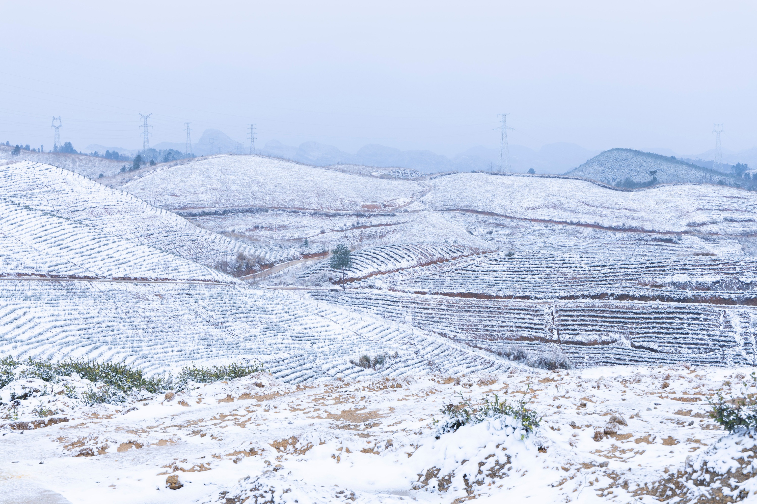 『多图预警』2024年第一场雪后的黔南上洪村生态茶园美景