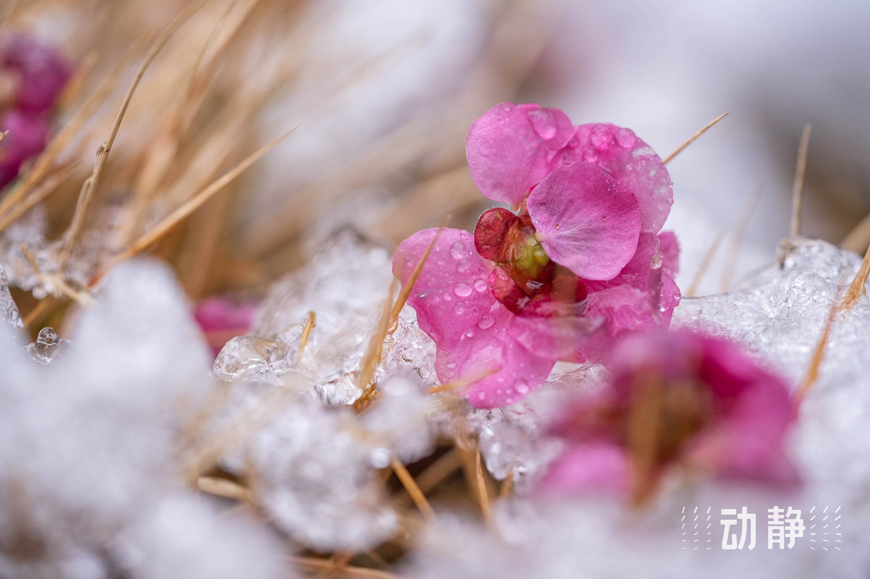 毕节浪漫冬日邂逅绝美冰花