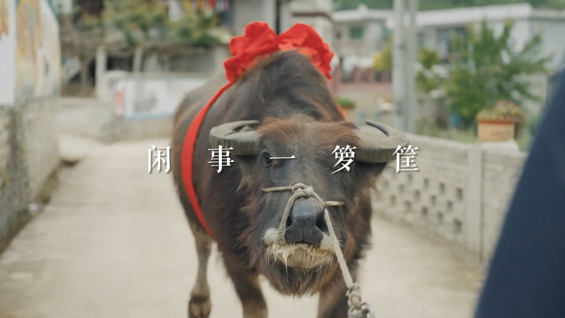 《闲事一箩筐》丨贵州省首届社会主义核心价值观主题微电影(微视频)征集展示活动作品
