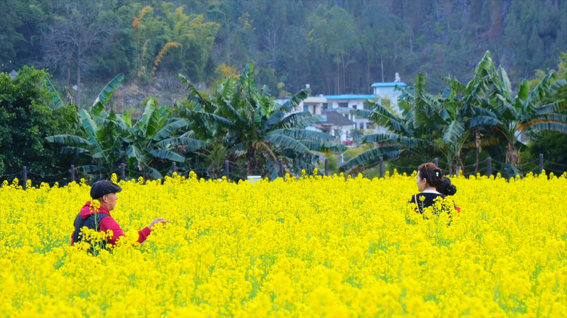 油菜花开满地金鹁鸠声里又春深快来感受万峰林油菜