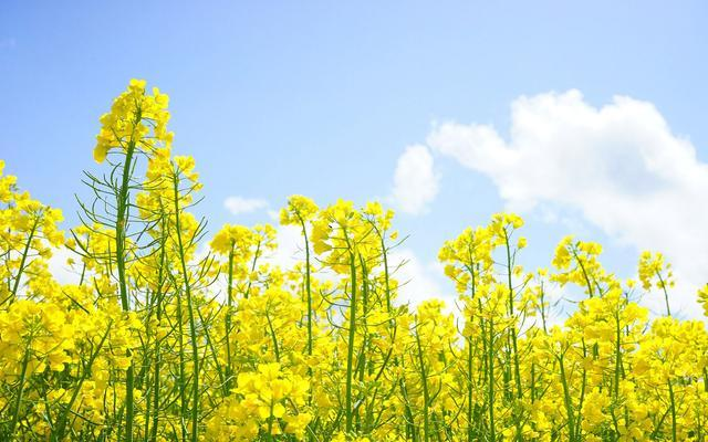 快来感受万峰林油菜花在古诗里的浪漫意境