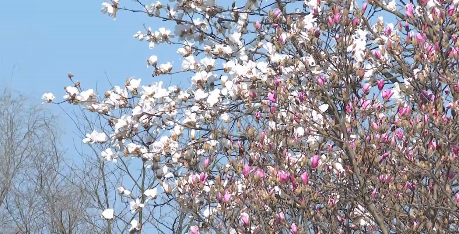 观山湖公园玉兰花绽放此时正是赏花时
