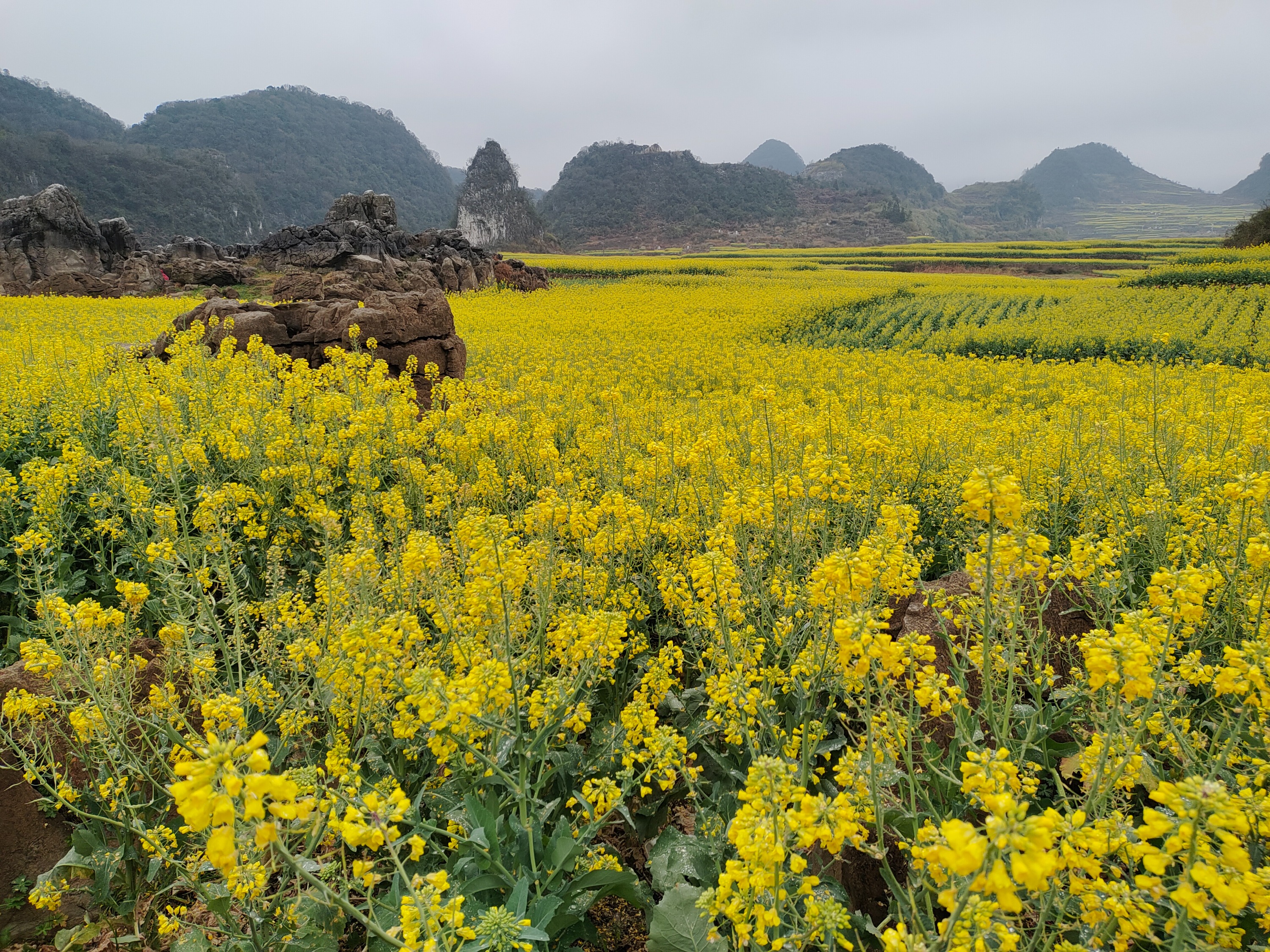 贵阳油菜花景点图片