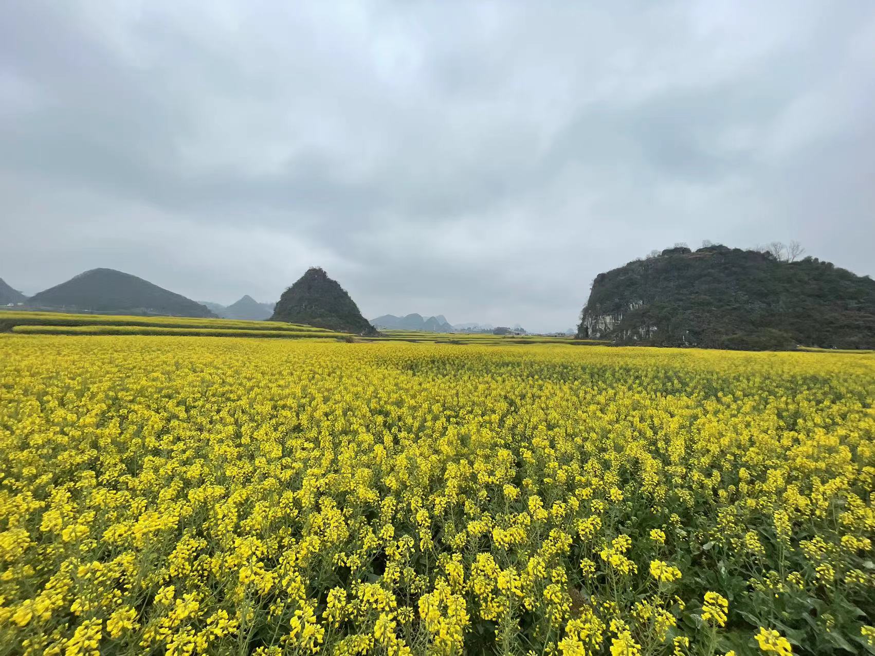 第九届六枝特区木岗镇洼地油菜花节开幕啦
