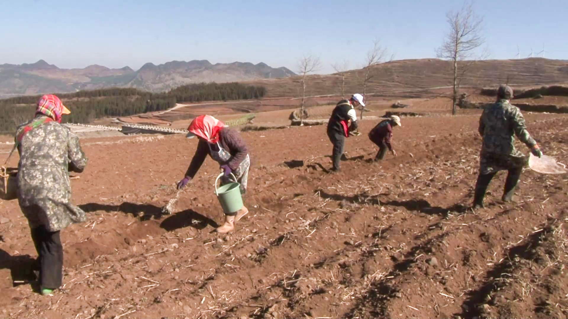 春耕正当时盘州市乌蒙镇万亩马铃薯播种忙