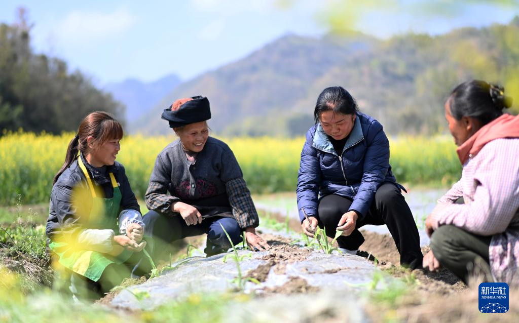 贵州罗甸春早人勤