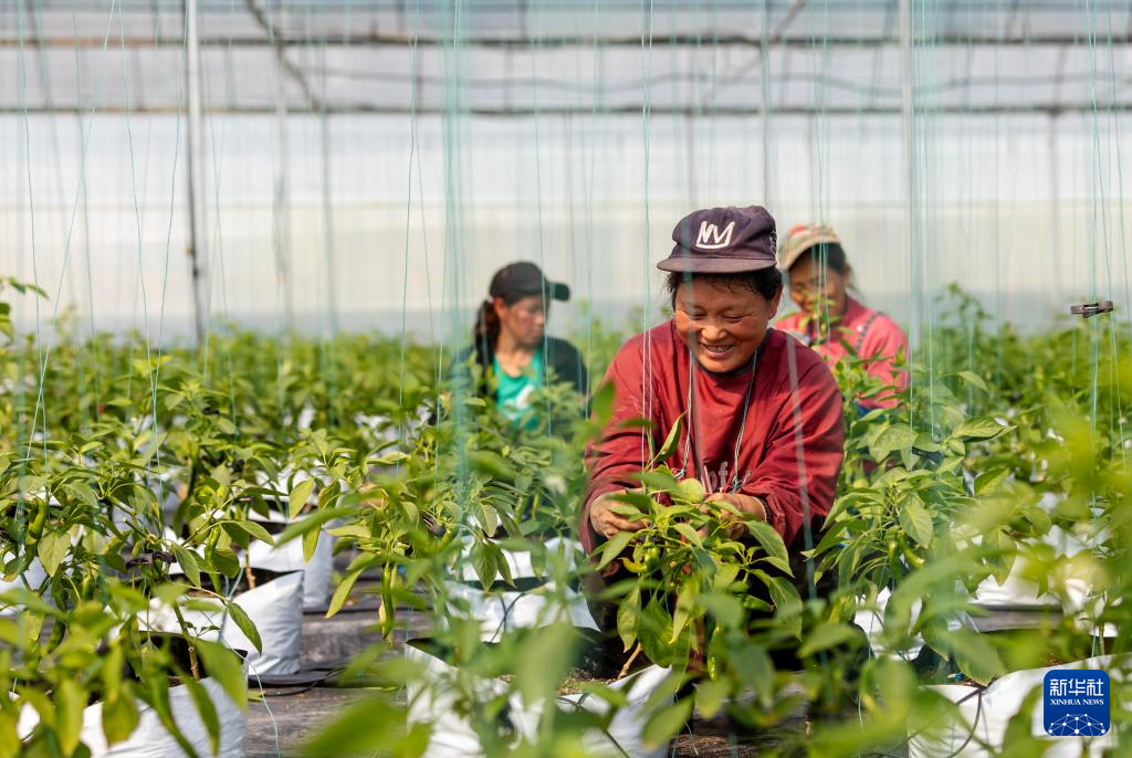 贵州罗甸春早人勤