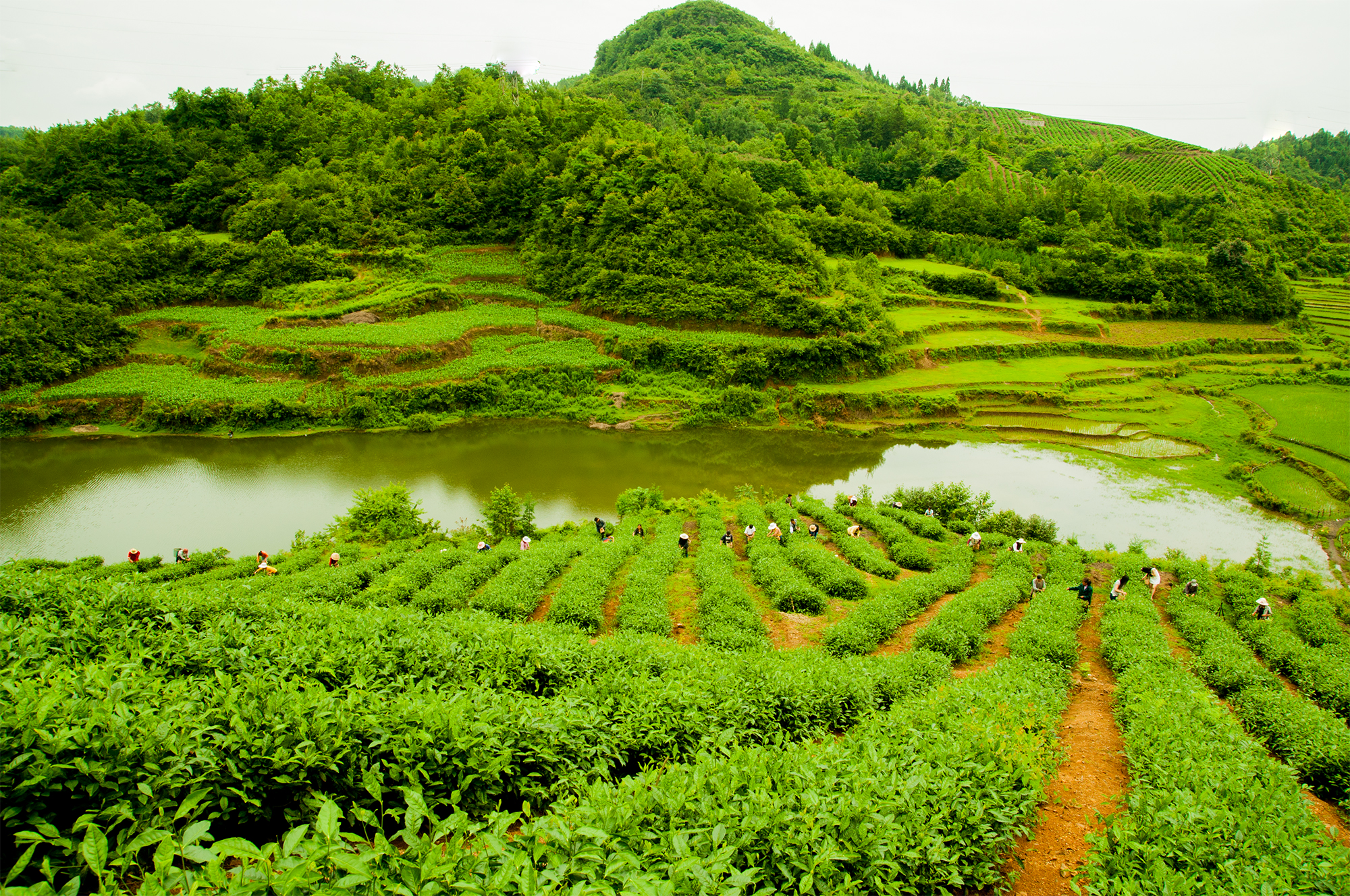 最美茶园评选贵州渔樵耕读生态农业发展有限公司茶园