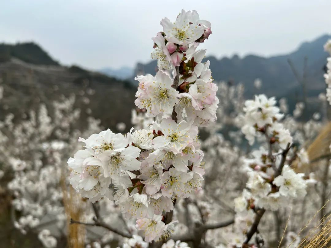 开阳县花梨镇图片