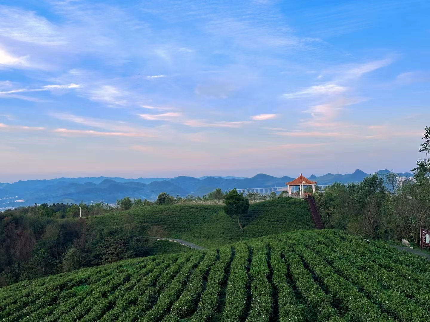 最美茶场图片图片