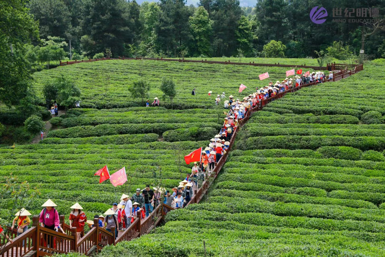 茶园图片真实照片最美图片