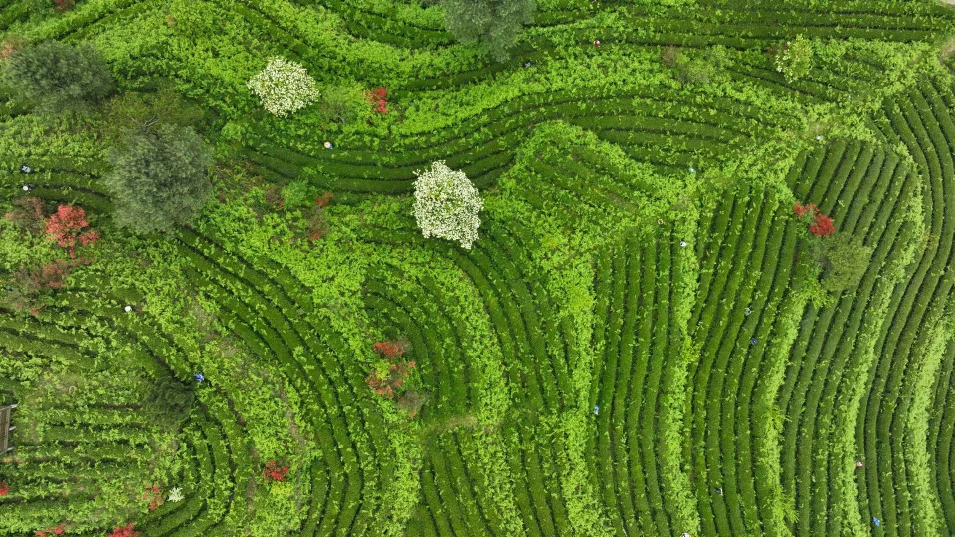 最美茶园评选贵州天贵茶业有限公司茶园