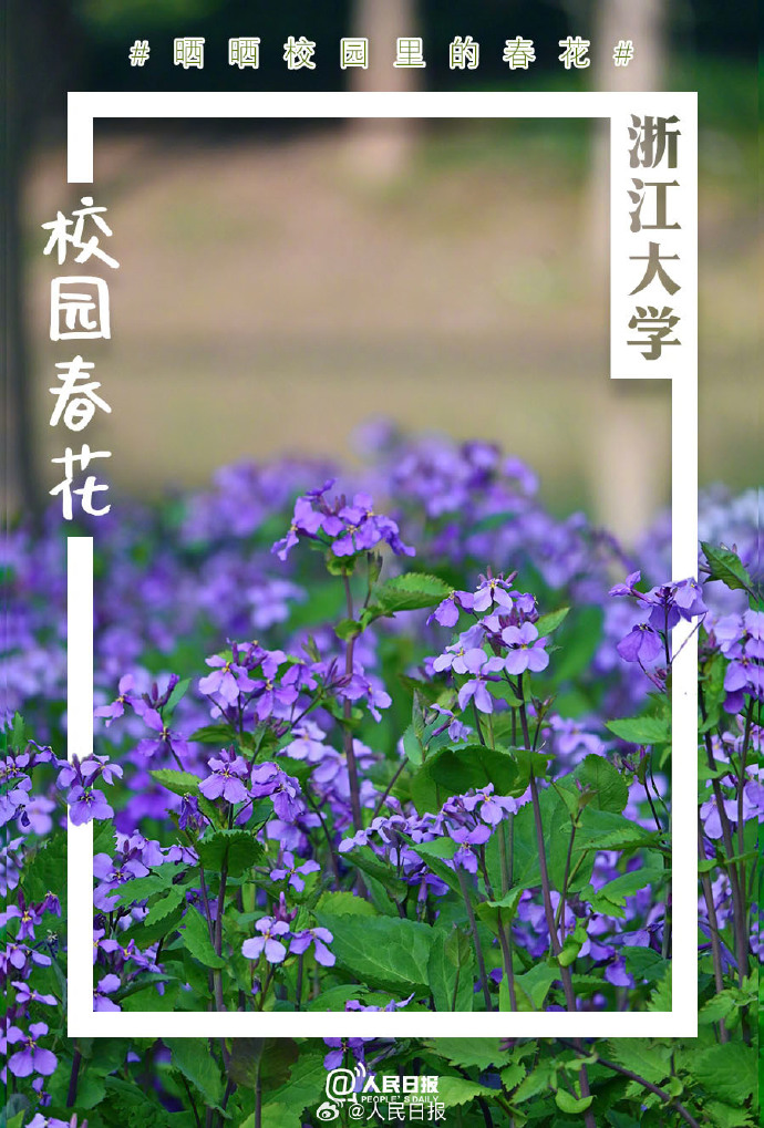 收藏美好校园里的春花开了