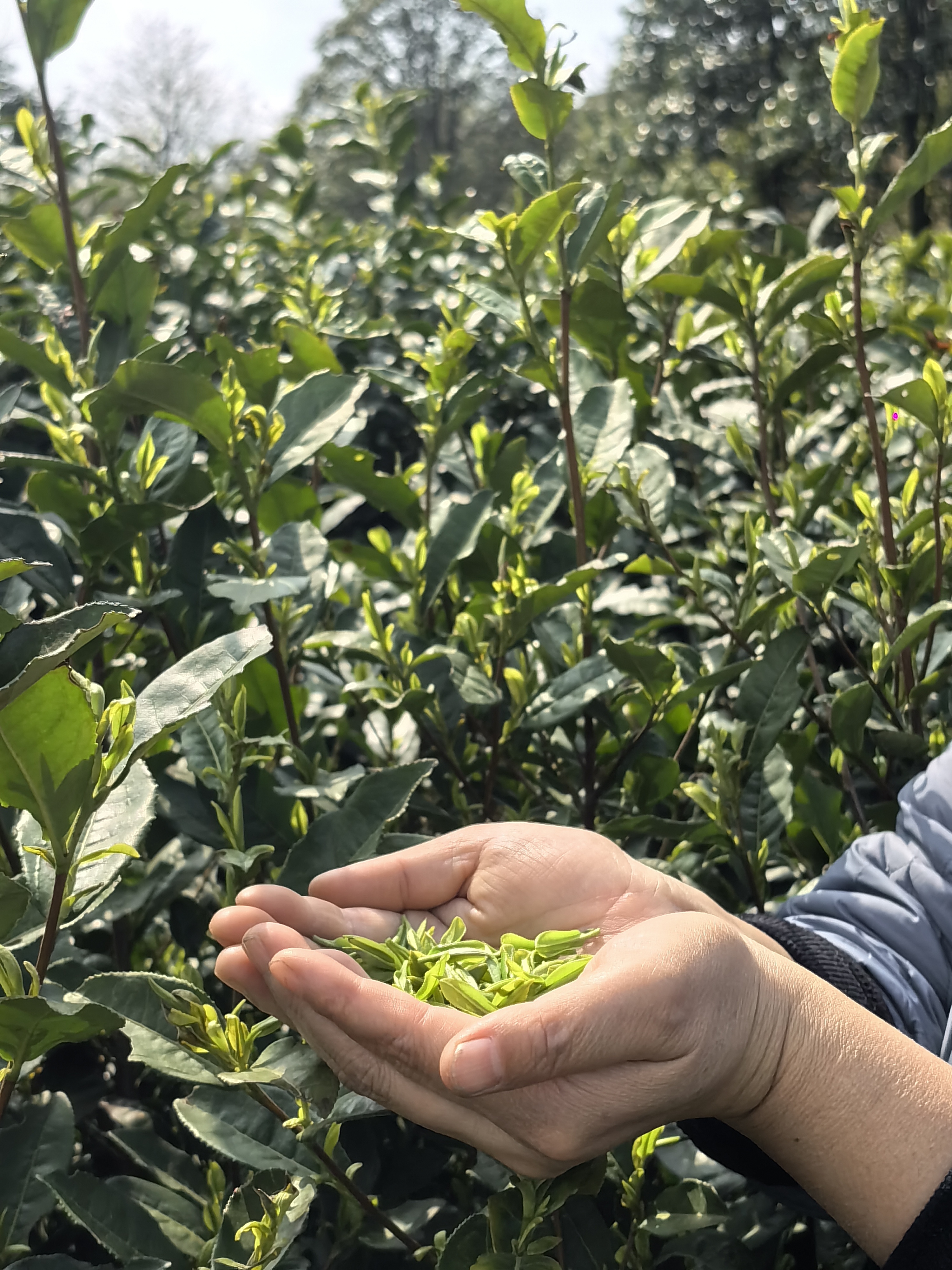 正在开采│清镇市红枫山韵茶场