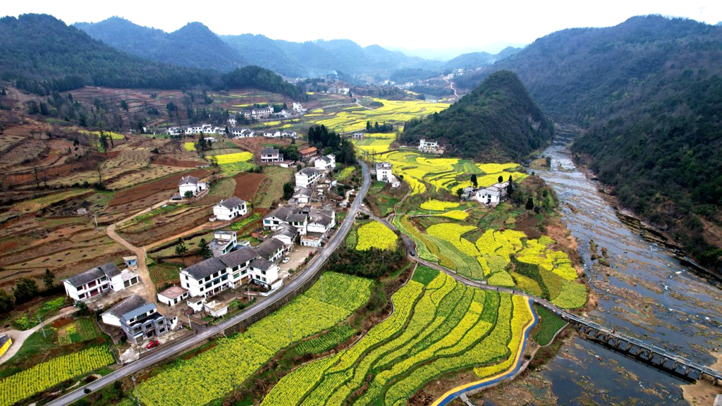 多彩贵州春之旅丨修文县沙溪村油菜花开春意浓与你共赴一场赏花盛宴
