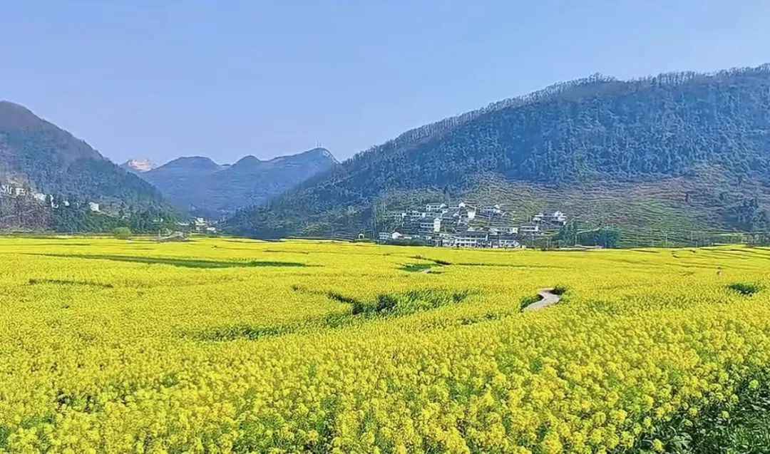 春游贵州爽爽贵阳繁花似锦息烽乡村繁花盛开你去赏花了吗