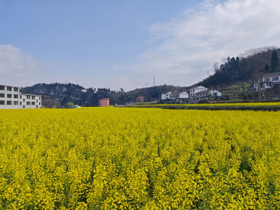 春游贵州爽爽贵阳繁花似锦息烽乡村繁花盛开你去赏花了吗