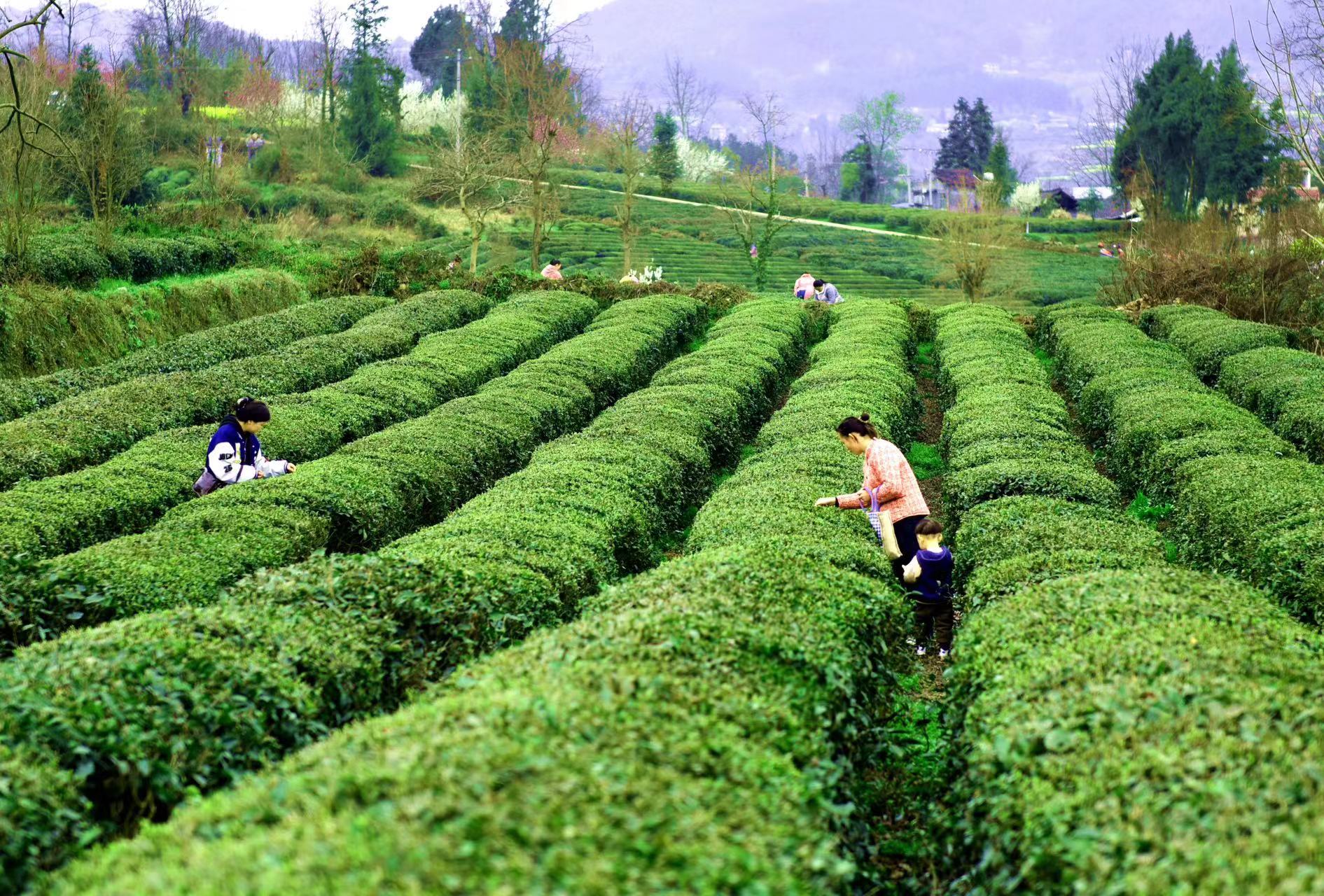 石阡生态苔茶飘香茶农采摘忙