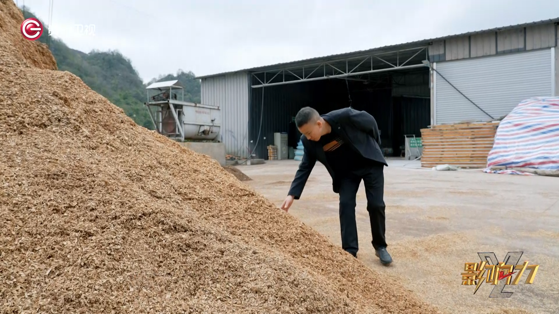 由于当时粗放式的管理,最关键的是种源还不统一,造成当地红托竹荪的