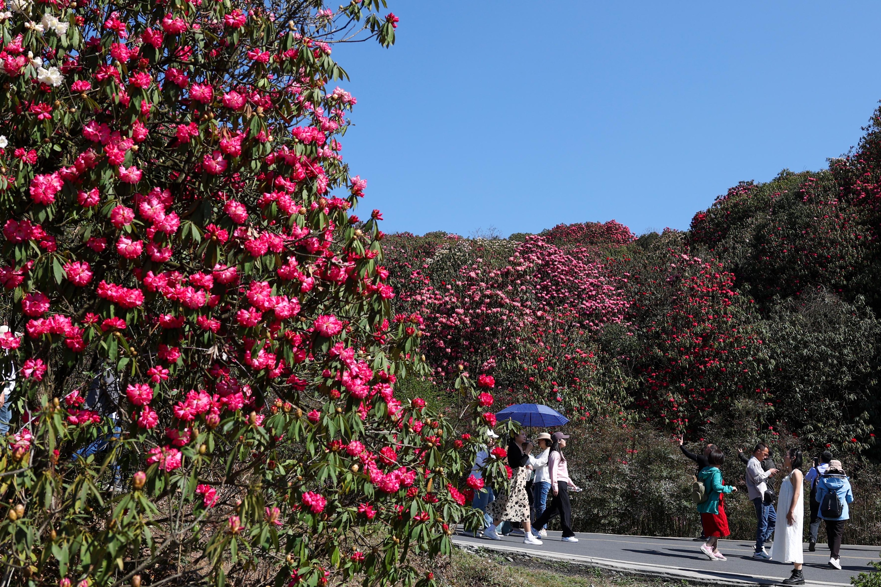 游客在贵州省毕节市百里杜鹃管理区普底景区赏花游览游客在贵州省毕节