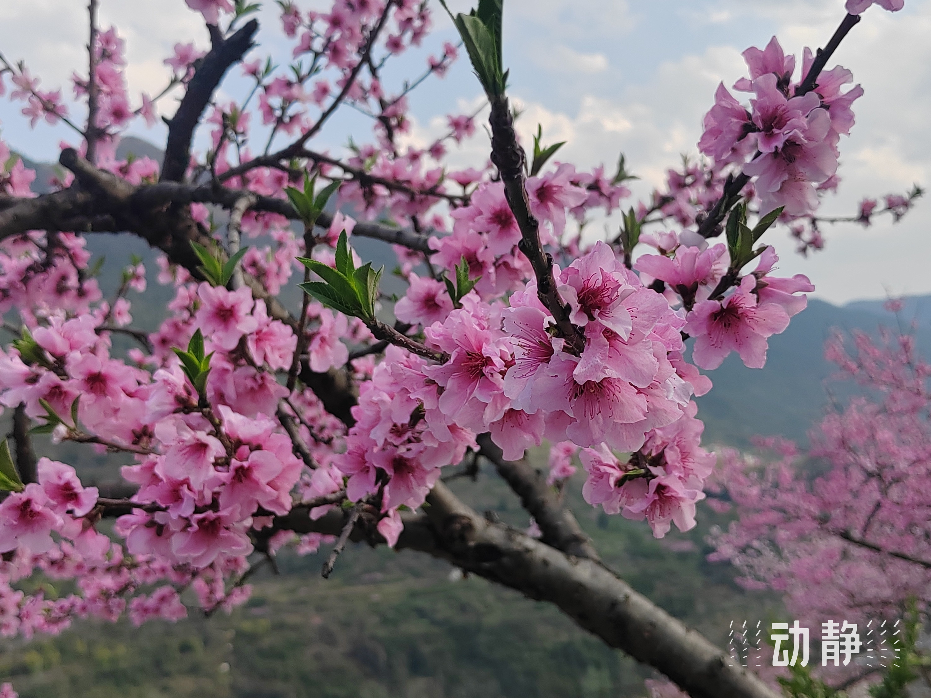 印江石漠里开出花经济