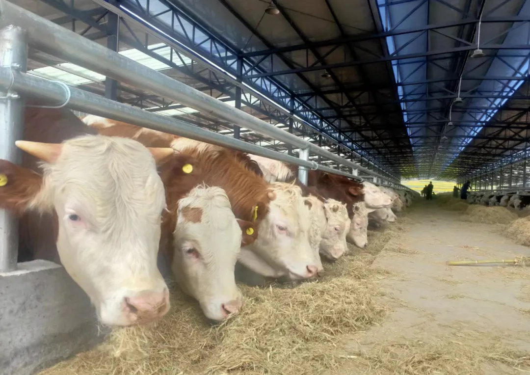 沿河:发展肉牛产业 助力乡村振兴